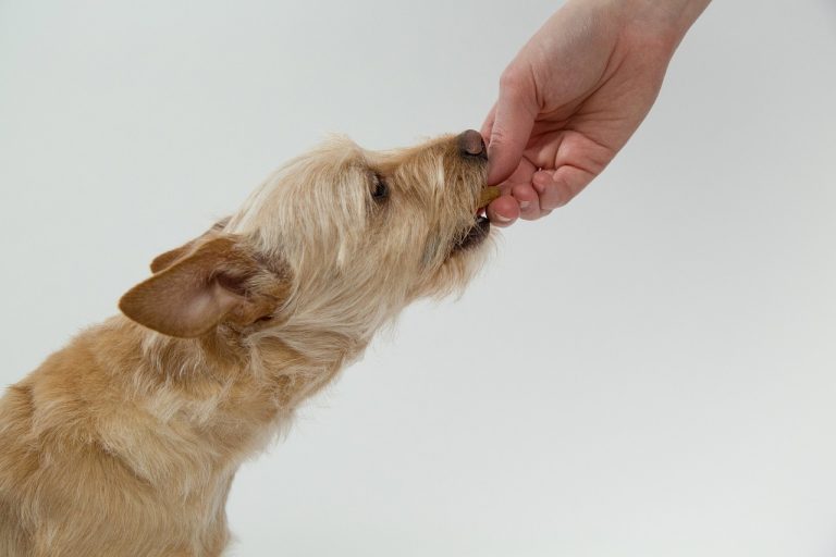 Comment nourrir son chien avec nourriture maison ?