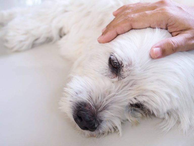 Conseils pour détecter les symptômes d’un chien malade